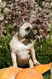 BOULEDOGUE FRANCAIS 1272